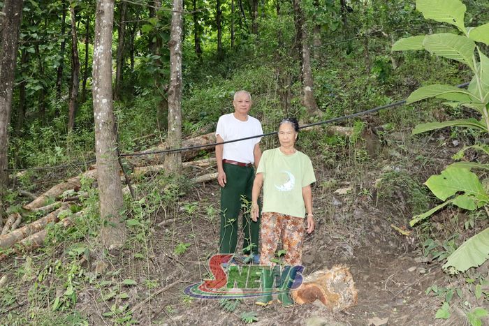 Người dân bản Trung Phong trồng rừng sản xuất.