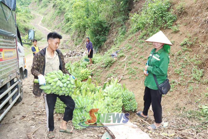 Thương lái thu mua chuối của nhân dân xã Tân Phong.