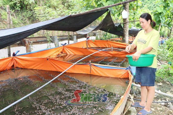 Nhân dân bản Vạn Yên chăm sóc ếch sinh sản.