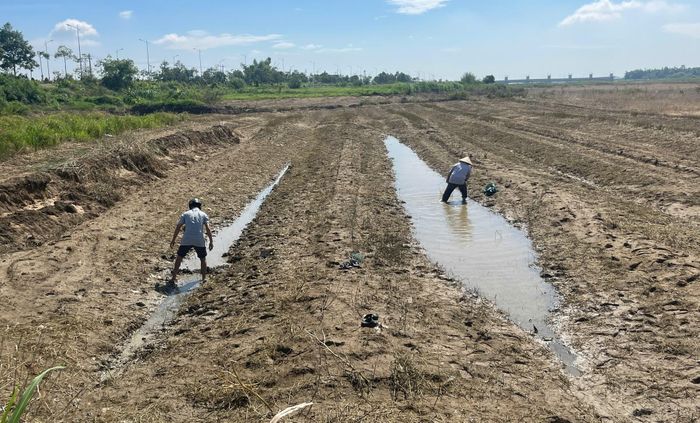 Đến trưa 8/9, tại nhiều rãnh nước trên bãi bồi vẫn còn lượng lớn cá mắc cạn, người dân tranh thủ vớt.