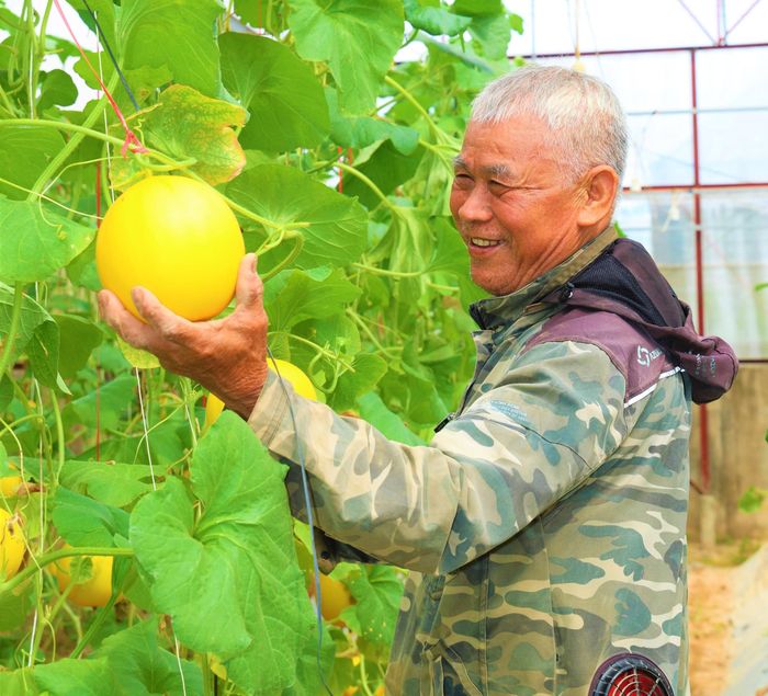 Việc ứng dụng các tiến bộ KHKT, sản xuất khép kín trong nhà màng, sử dụng hệ thống phun tưới tự động đã hạn chế tối đa côn trùng, sâu bệnh gây hại, giúp cây dưa lưới phát triển tốt, cho năng suất tại thôn Xuân Sơn (xã Toàn Lưu).