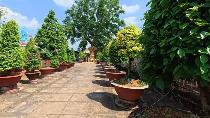 Không gian thanh tịnh của chùa Tiên Châu, điểm dừng chân văn hóa - tâm linh giữa miền sông nước An Bình. Ảnh: Tường Quang