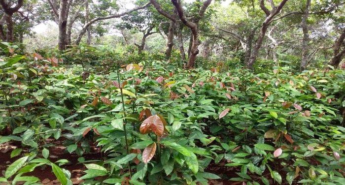 Rau nhíp dưới tán điều được HTX Nông nghiệp điều hữu cơ Trảng cỏ Bù Lạch xây dựng thành sản phẩm hàng hóa, mở thêm nguồn thu cho người dân địa phương.