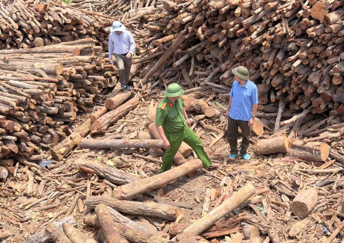 Hàng trăm m3 gỗ không có hoá đơn chứng từ được phát hiện trong kho xưởng của công ty do Nguyễn Thị Nga Huyền làm giám đốc.