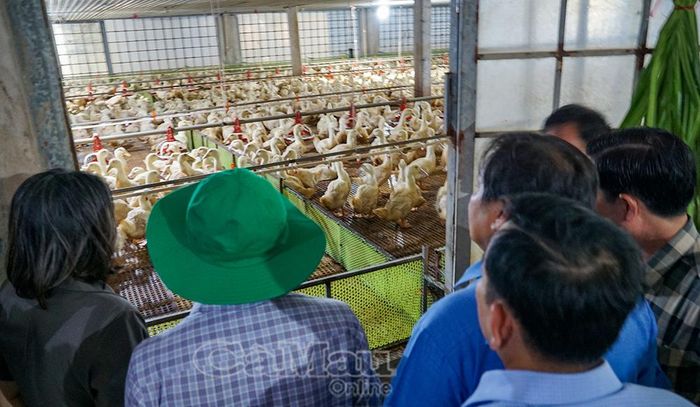Đoàn khảo sát tham quan mô hình nuôi vịt của Công ty CP Xây dựng và TMDV Ngọc Điệp.