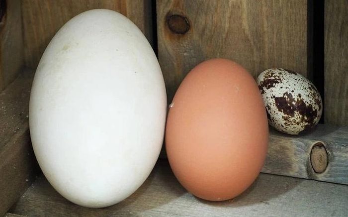 Trứng ngỗng được nhiều mẹ bầu lựa chọn với mong muốn con thông minh hơn. Ảnh minh họa