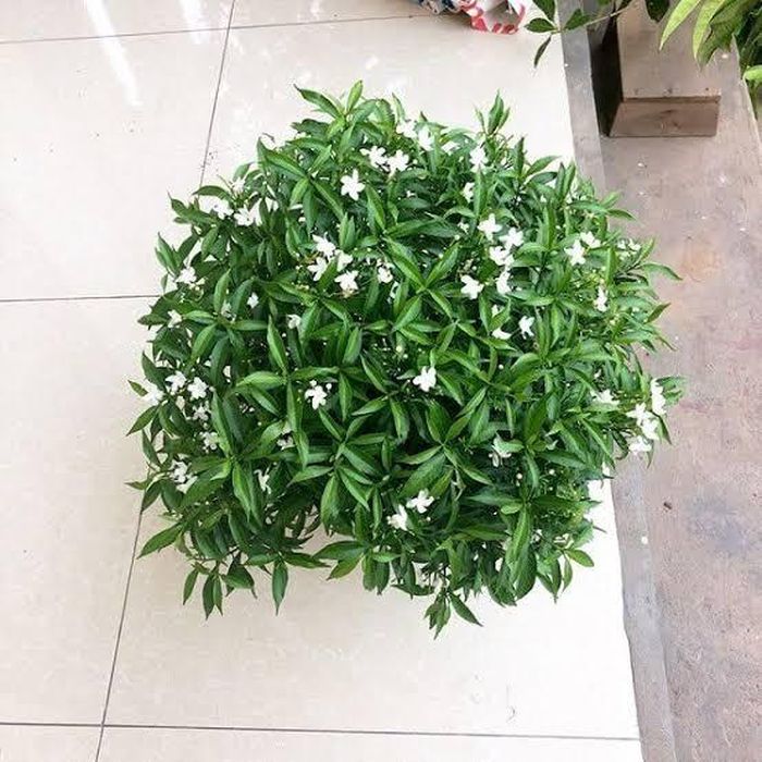 Có thể đặt ở nhiều vị trí. Ảnh minh họa.