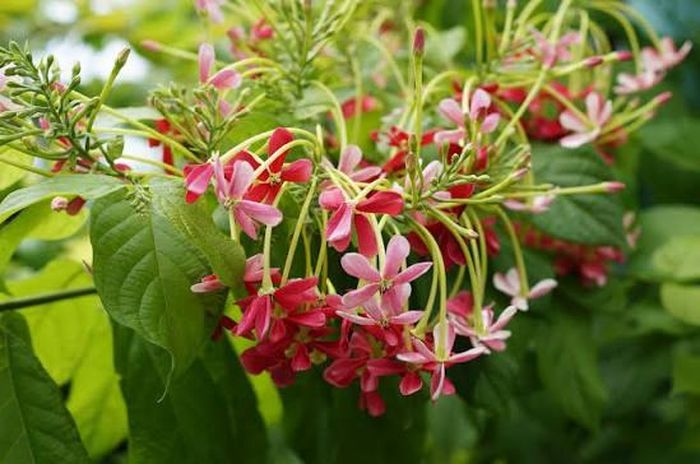 Bón phân với lượng thích hợp để cây ra hoa nhiều. Ảnh minh họa.