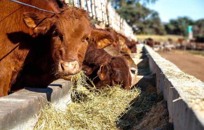 Dự luật Bảo vệ Nhà sản xuất Thịt bò Hoa Kỳ (Protecting American Beef Producers Act) nhằm bãi bỏ sắc lệnh "Tiếp tục bảo đảm thịt bò giá phải chăng cho người tiêu dùng Hoa Kỳ" mà Tổng thống Donald Trump đã ký