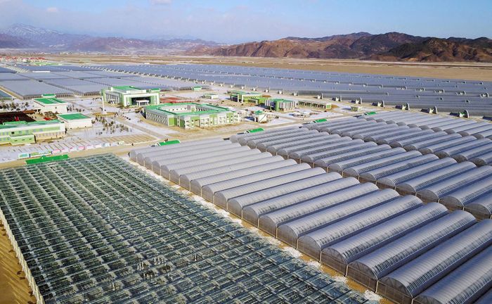  Trang trại nhà kính Jungphyong và vườn ươm cây giống ở tỉnh Bắc Hamgyong.
