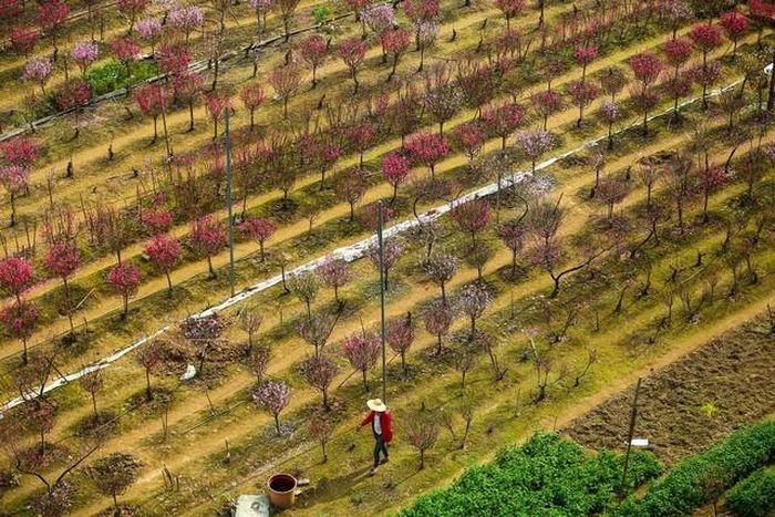 Làng đào Nhật Tân và vùng trồng quất Tứ Liên hiện vẫn duy trì hoạt động sản xuất truyền thống. Ảnh: Nhật Bắc