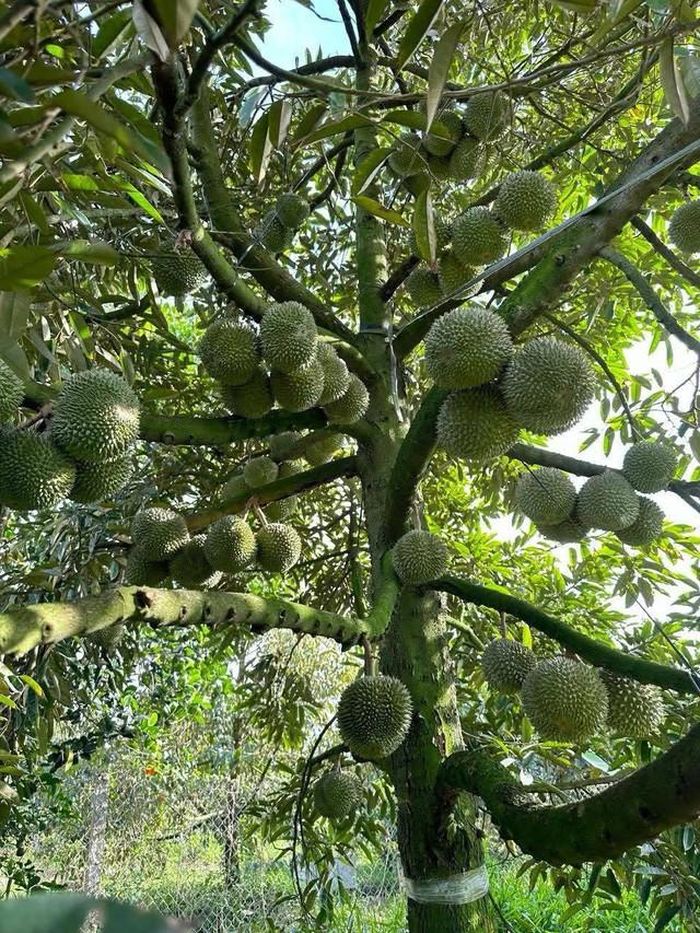 Giá của sầu Black Thorn tương đối đắt đỏ do nguồn cung hạn chế.