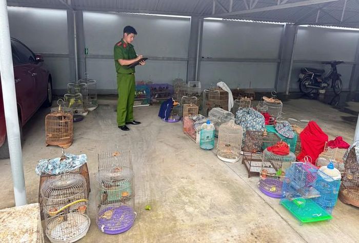 Công an xã Tiền Hải kiểm tra các cá thể chim hoang dã thu giữ được.Ảnh: Cơ quan Công an.