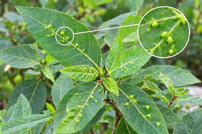 Lá sung có nốt sần chứa hoạt chất sinh học tốt cho sức khỏe. Ảnh AI.