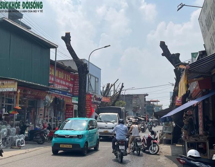 Tại khu vực đường Tây Mỗ, ghi nhận cho thấy nhiều cây xà cừ lớn nằm dọc tuyến đã bị cắt tỉa, đốn hạ. Những thân cây có đường kính lớn, phần cành được cắt gọn, chỉ còn lại những đoạn thân chính đứng bên vỉa hè hoặc sát khu vực thi công. Ảnh: Phúc Đức