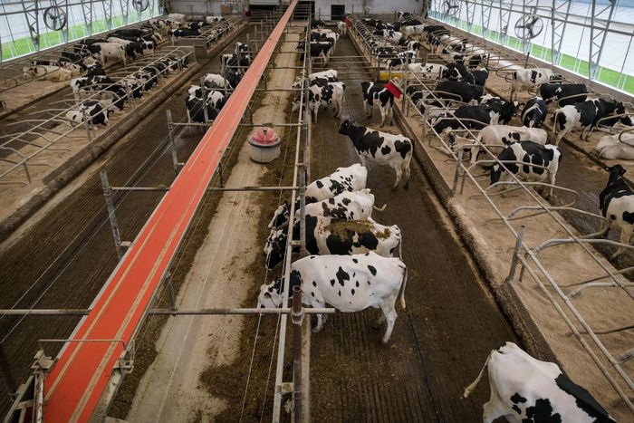  Các sản phẩm liên quan đến sữa cũng nằm trong danh sách bị Mỹ cấm nhập khẩu. Ảnh: Reuters.