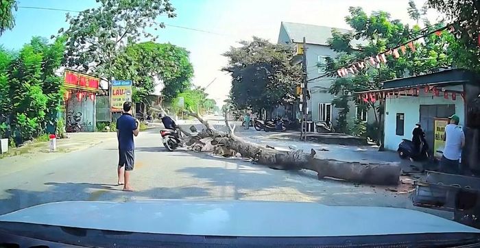 Hiện trường nơi cây xà cừ bất ngờ đổ xuống đường, khiến một người đi xe máy tử vong. Ảnh cắt từ clip