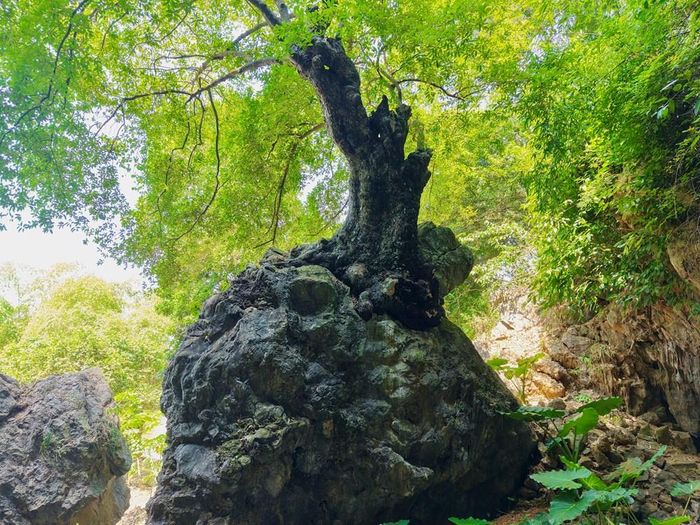 Cây thị Hoa Lư nghìn năm ôm trọn mỏm núi đá ở chân núi Tướng