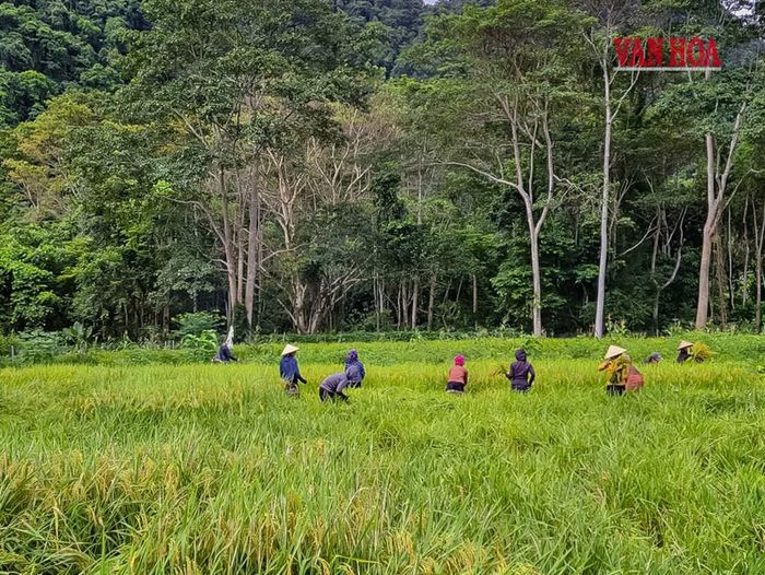 Người dân bản Đoòng thu hoạch vụ lúa nước đầu tiên sau gần 20 năm chờ đợi