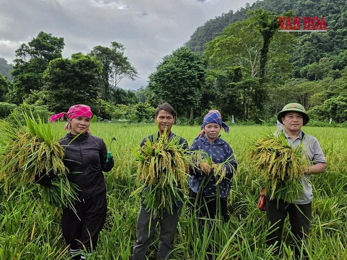 Lúa nước đã có "đất sống" ở bản Đoòng, giúp người dân bớt lo khi thiếu gạo trong mùa mưa lũ hay mùa giáp hạt