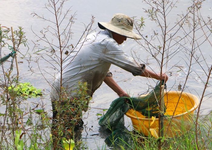 Người dân giăng lưới, đặt dớn để bắt cá, tôm và các sản vật tự nhiên mùa lũ. Ảnh: Duy Khương – TTXVN