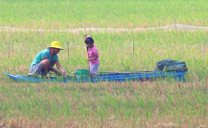 Với người dân vùng đồng bằng, mùa lũ không chỉ là thời điểm nước dâng trên đồng ruộng, đó còn là mùa mưu sinh đã gắn với đời sống từ bao đời. Ảnh: Duy Khương – TTXVN