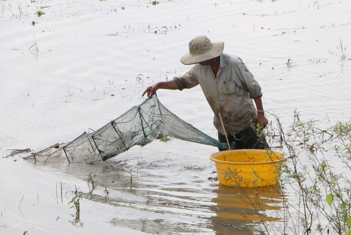 Người dân giăng lưới, đặt dớn để bắt cá, tôm và các sản vật tự nhiên mùa lũ. Ảnh: Duy Khương – TTXVN