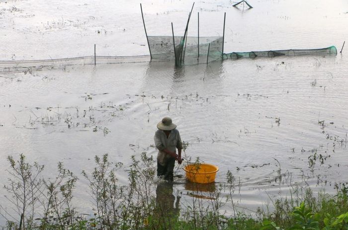 Người dân giăng lưới, đặt dớn để bắt cá, tôm và các sản vật tự nhiên mùa lũ. Ảnh: Duy Khương – TTXVN