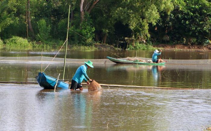 Khi nước tràn vào ruộng, những hoạt động đánh bắt thủy sản theo mùa lại trở nên nhộn nhịp, góp phần tăng thêm thu nhập trong lúc chờ vụ sản xuất tiếp theo. Ảnh: Duy Khương - TTXVN