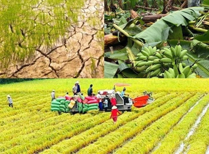 Nâng mức hỗ trợ phí bảo hiểm nông nghiệp