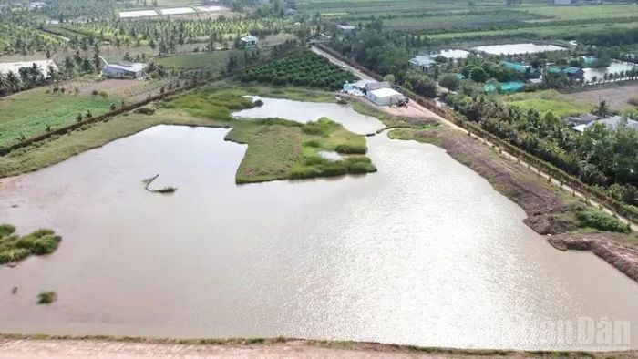 Người dân xã Cù Lao Dung, thành phố Cần Thơ chủ động trữ nước ngọt trong ao, phục vụ sản xuất vào mùa khô. (Ảnh: VĂN ÚT)