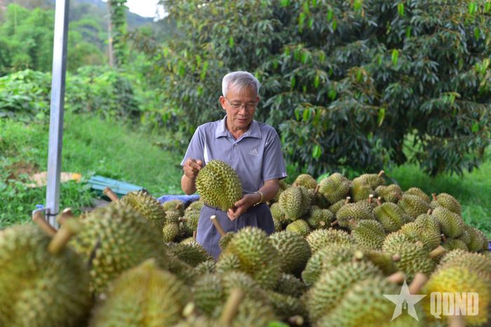 Lâm Đồng hiện đã có 337 mã số vùng trồng sầu riêng phục vụ xuất khẩu.