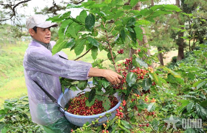 Mã số vùng trồng tập trung vào các cây trồng chủ lực như cà phê, sầu riêng, thanh long.