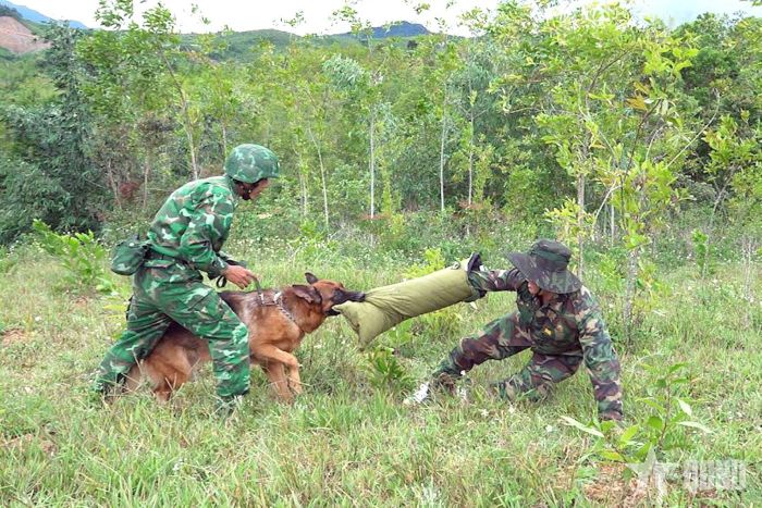  Lực lượng chó nghiệp vụ của Bộ đội Biên phòng TP Huế khống chế, hỗ trợ bắt giữ đối tượng trong diễn tập.  