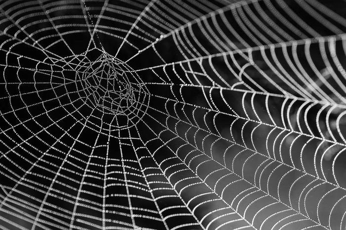 Ảnh: spiderwebfirstaid.