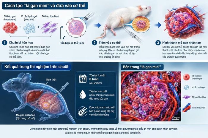 Nhóm nghiên cứu của MIT tiêm những "lá gan mini" vào bên trong cơ thể chuột và chúng hoạt động tốt.