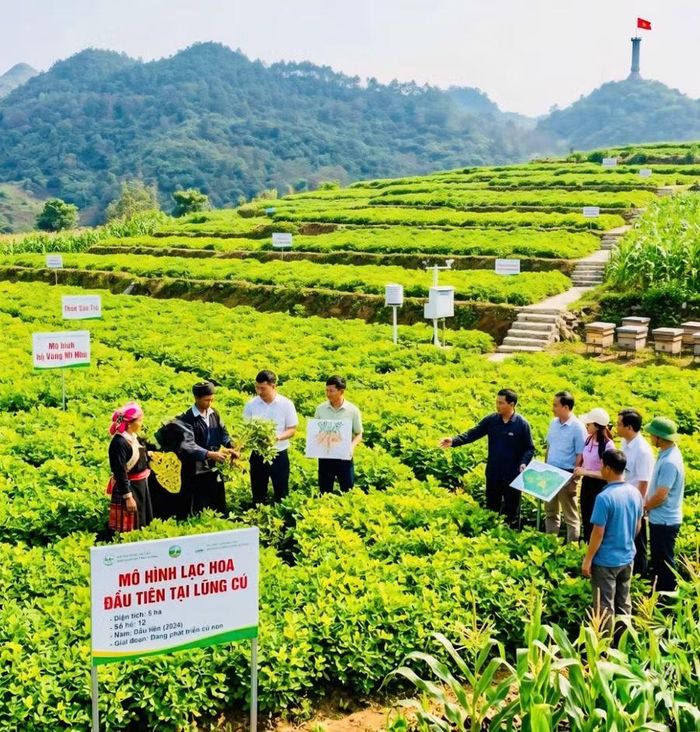 Mô hình trồng Lạc Hoa đầu tiên tại Lũng Cú.