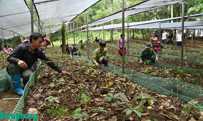 Những luống sâm Lai Châu đang sinh trưởng tại bản Ngài Thầu, mở ra hướng sinh kế mới gắn với bảo vệ rừng. Ảnh: Đức Duẩn