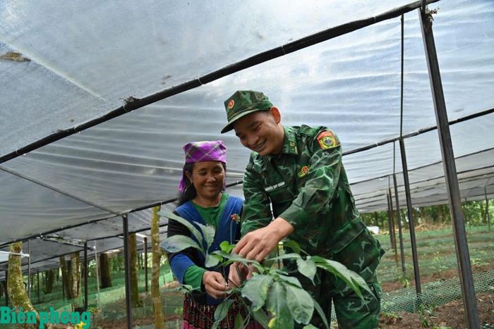Cán bộ Biên phòng hướng dẫn người dân kỹ thuật chăm sóc cây sâm Lai Châu, từng bước giúp bà con làm chủ vùng trồng. Ảnh: Đức Duẩn