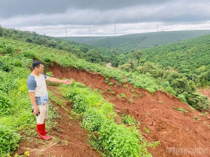 Vườn rẫy của anh Tùng bị sạt lở, vùi lấp hàng trăm cây cà phê