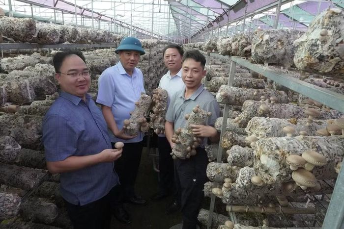 Hoạt động của các hợp tác xã ngày càng gắn với sản xuất và tiêu thụ sản phẩm địa phương. Ảnh: laocai.gov.vn
