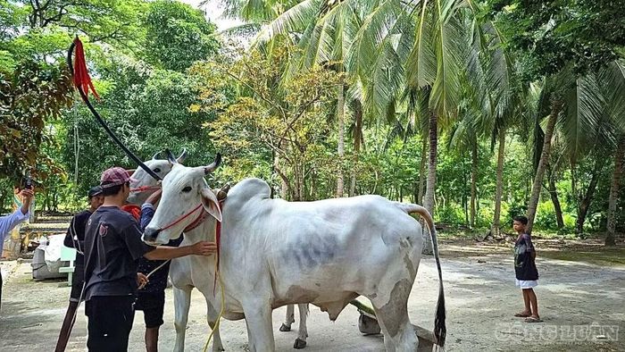 Hội đua bò Bảy Núi nói chung và tại chùa Rô nói riêng không chỉ là một giải thể thao tranh tài cao thấp, mà còn là điểm tựa văn hóa tâm linh sâu sắc, gắn liền với tín ngưỡng nông nghiệp.