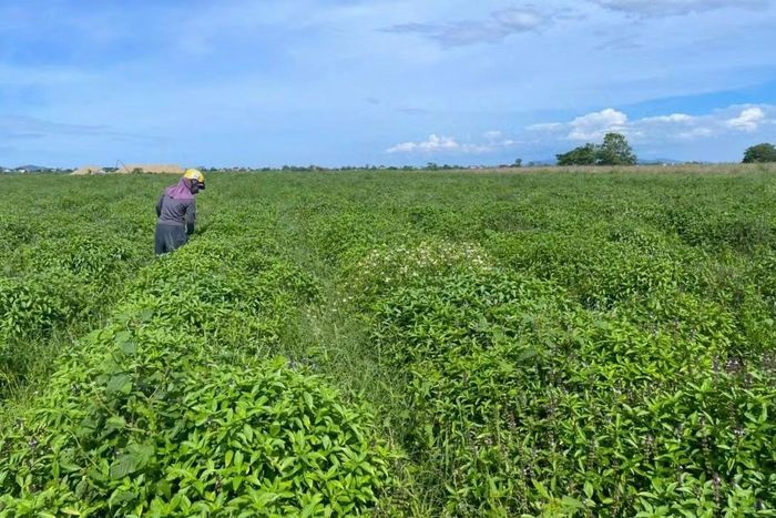Sau mỗi lần cắt, húng quế tiếp tục đâm chồi, cho thu hoạch những lứa tiếp theo.