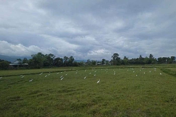 Những con cò xốp được đặt trên cánh đồng để bẫy chim hoang dã.