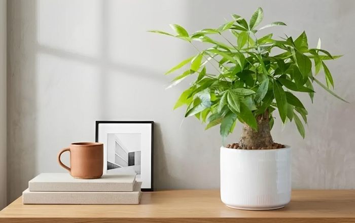 Cây kim ngân với thân tết bện và tán lá xanh bóng, biểu tượng của sự thịnh vượng.