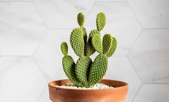 Cây xương rồng nhỏ nhắn với những chiếc gai sắc nhọn, là "vệ sĩ" phong thủy giúp hóa giải sát khí và bảo vệ sự nghiệp cho gia chủ.