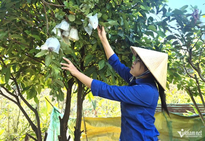 Vườn ổi được Thanh trồng cho thu hoạch ổn định ở vườn nhà, tạo thêm thu nhập.