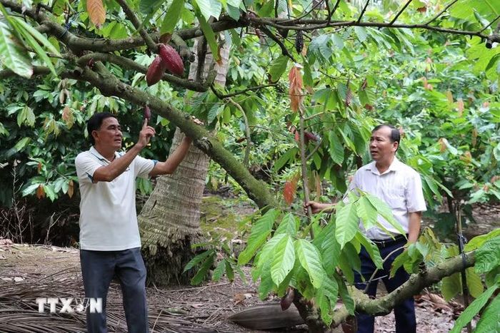 Cây ca cao trồng xen trong vườn dừa của anh Lê Hoàng Trị ở xã Bình Ninh, tỉnh Đồng Tháp, cho trái ổn định với sản lượng hàng năm khoảng 12-15 tấn. (Ảnh: Hữu Chí/TTXVN)