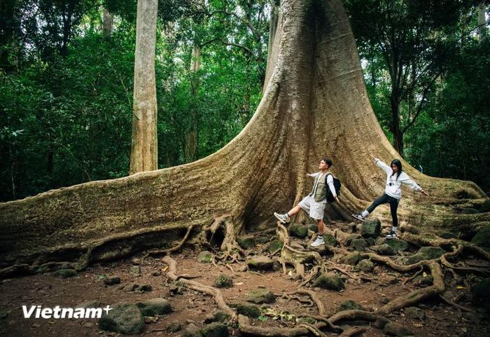 Du khách khám phá Vườn Quốc gia Cát Tiên. (Ảnh: Vương Công Nam/Vietnam+)