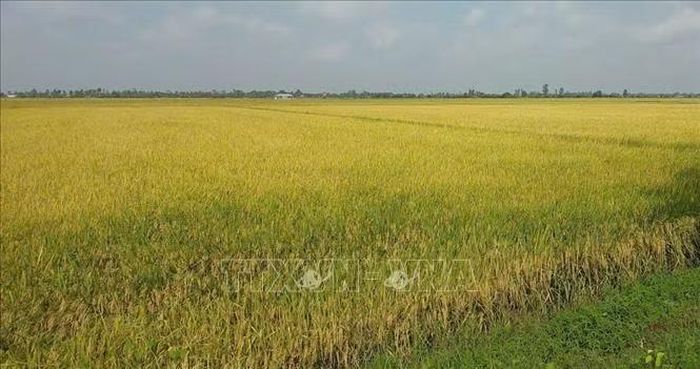 Cánh đồng lúa hè thu ở ấp Bung Xúc, xã Hưng Hội, tỉnh Cà Mau đang trong giai đoạn chín, chuẩn bị thu hoạch.